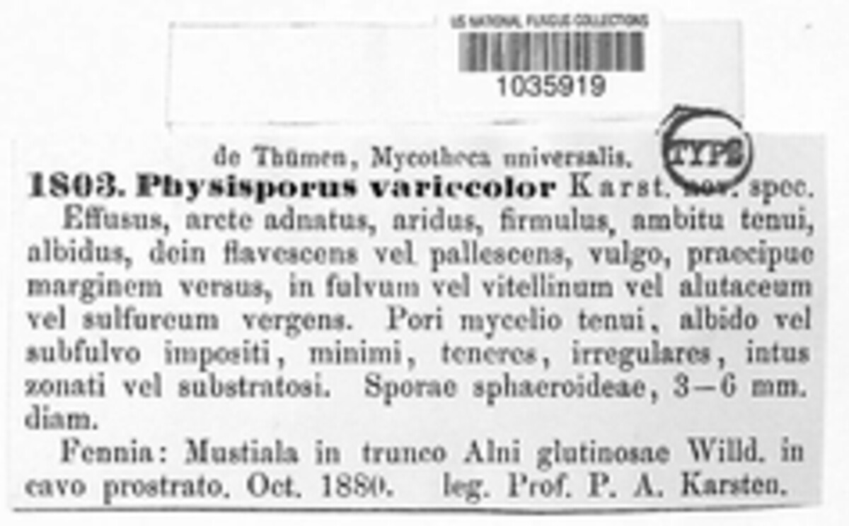 Chaetoporus variecolor image